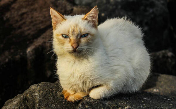 猫不吃饭怎么办