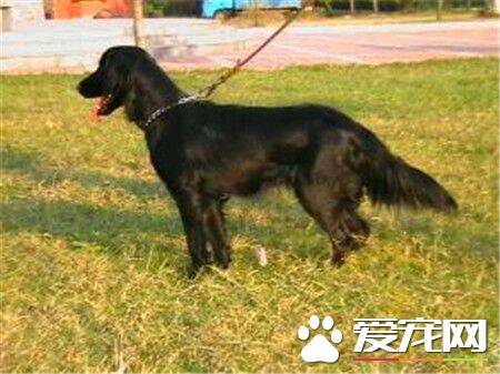 平毛寻回犬可否吃盐 可以吃盐但不能吃太多