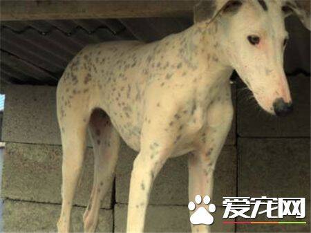 灵缇犬满月怎样喂食 灵缇犬正确的进食习惯