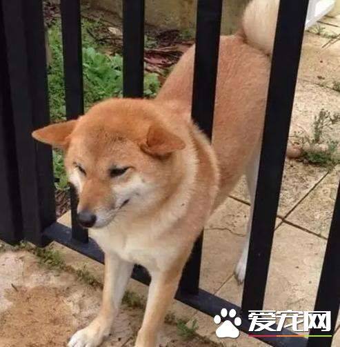 柴犬几个月发情 柴犬发情的表现