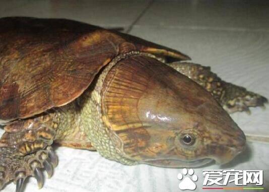 最大的鹰嘴龟 形态特征以及具体多大的体积