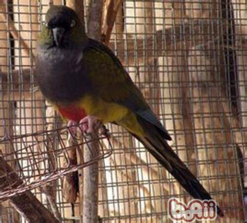 巴塔哥尼亚锥尾鹦鹉简介