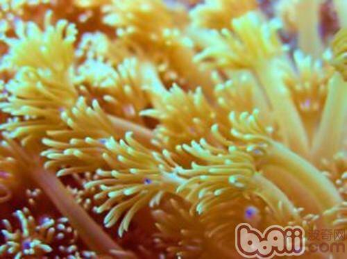 珊瑚饲养的注意事项