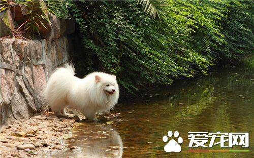 养银狐犬应该注意什么 保证饲料与水的清洁卫生