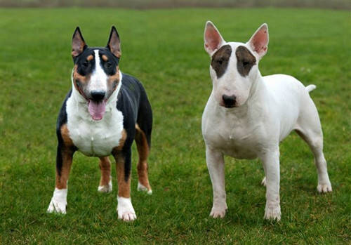 怎么训练牛头梗保护主人,牛头梗vs比特