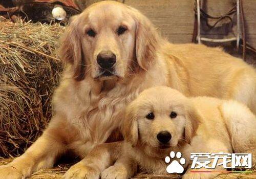 如何养金毛寻回犬 不要喂食一些不易消化的食物