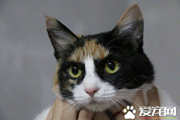 如何解决母猫发情 如何应对母猫发情措施