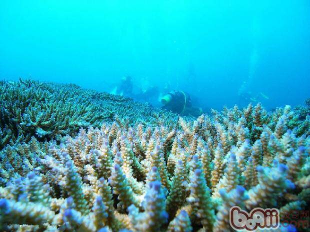 珊瑚的品种分类解析