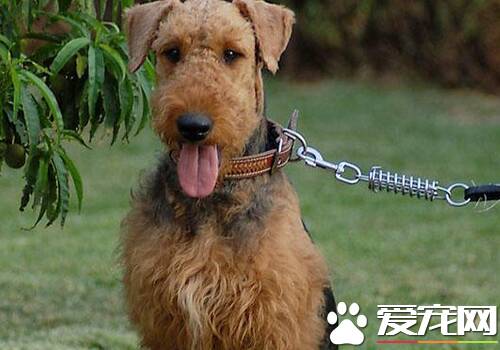 万能梗胜任工作 很适合养在家里做护卫犬