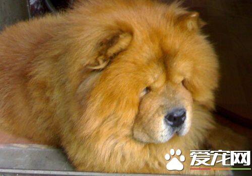 松狮犬的毛变色了 随着时间松狮犬的毛会变色