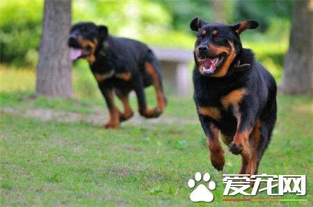 纯种罗威纳犬特征 目前罗威纳犬有三种类型