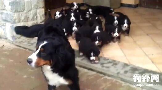 狗狗一胎产下22只小狗，震惊！！