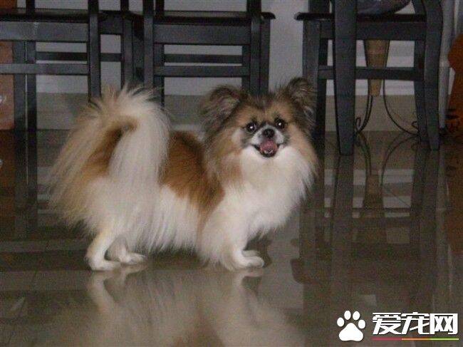 哈威那犬智商排名 哈威那犬智商排名在第84位