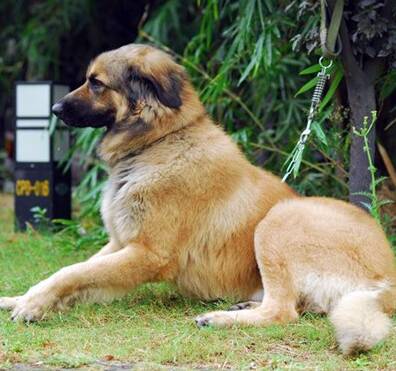 兰波格犬的性格 该犬体型大而友善