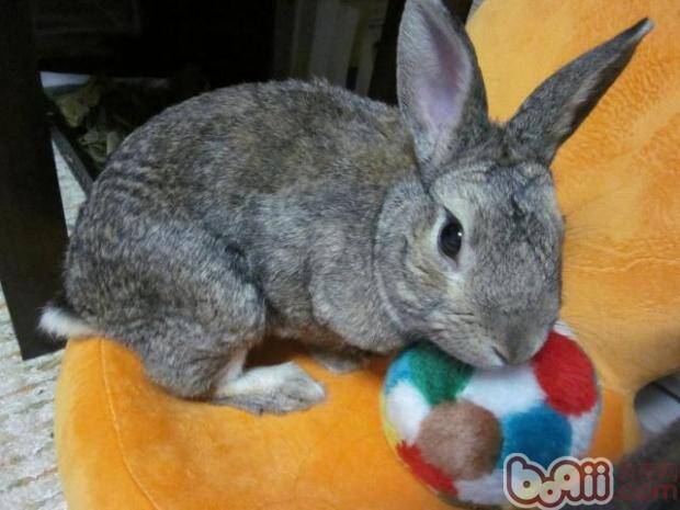 兔子传达信息的方式你了解吗？怎样读懂兔子的肢体语言？