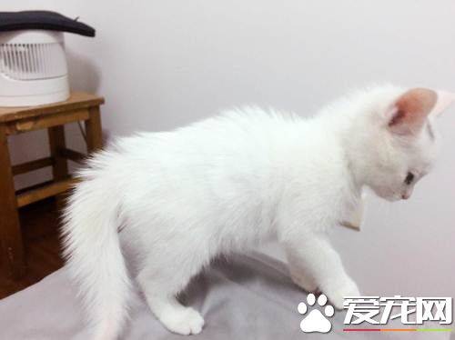 怎么能让猫发情 猫发情到底是怎么样的