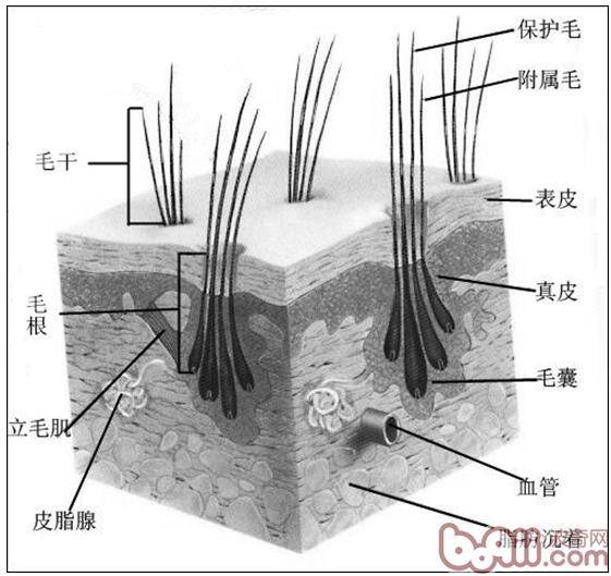 狗狗剃毛知多少