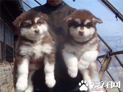 阿拉斯加雪橇犬智商高吗 智商不能说不高