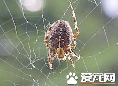 家里最常见的蜘蛛 家中常见的蜘蛛有哪些