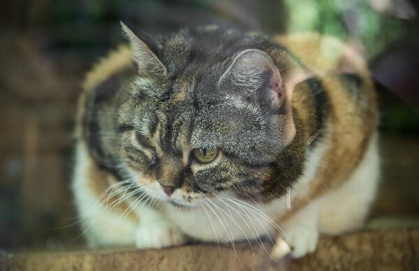 一个月的猫多大