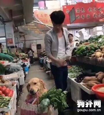 主人买菜，让狗狗提菜篮，不怕给它累坏吗