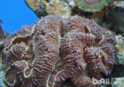 水族箱中珊瑚的繁殖