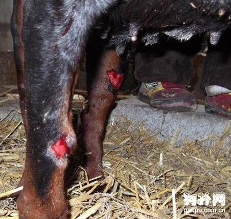 杜宾每晚带伤回家，主人忍无可忍将其丢弃