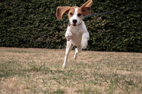 狗生宝宝多久生一只