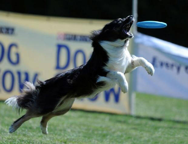 狗狗玩飞盘的训练要点,训练狗狗接飞盘的技巧