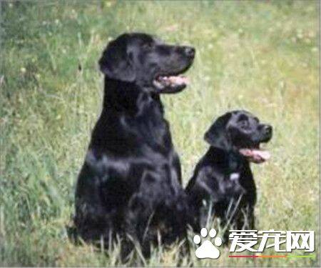 平毛寻回犬与金毛犬的区别 寻回犬侧面轮廓平滑