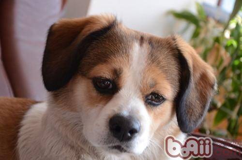 注意宠物狗狗健康的六大警报,影响狗狗健康的六大警报