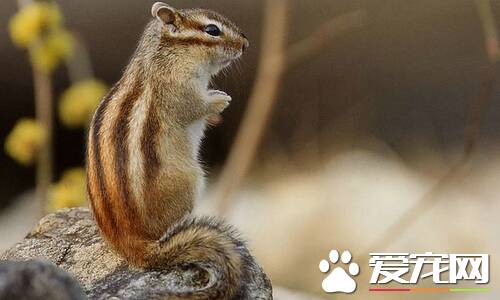 松鼠和老鼠的区别 松鼠一般体形细小老鼠无犬齿