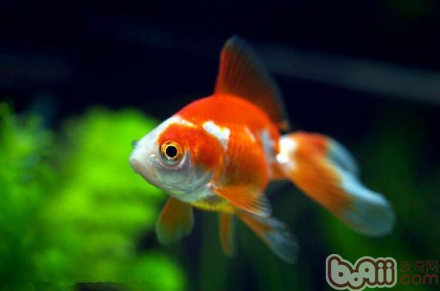 如何让金鱼安全过冬