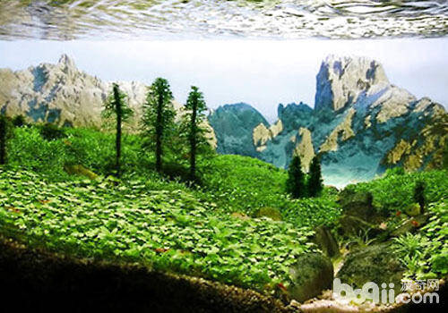 西非风格水草造景