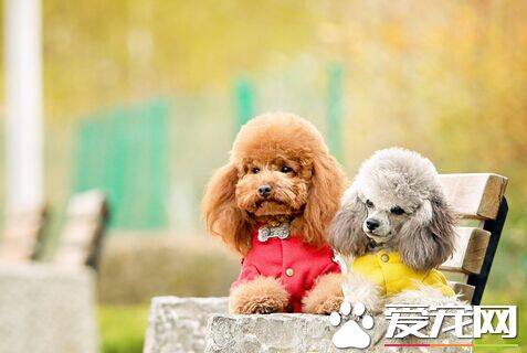 怎么给狗带狗绳 教你如何正确的带牵引绳