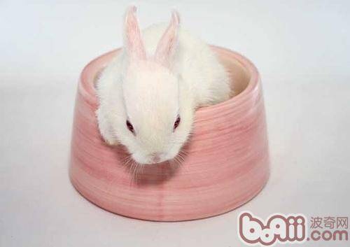 关于比华伦兔的简介