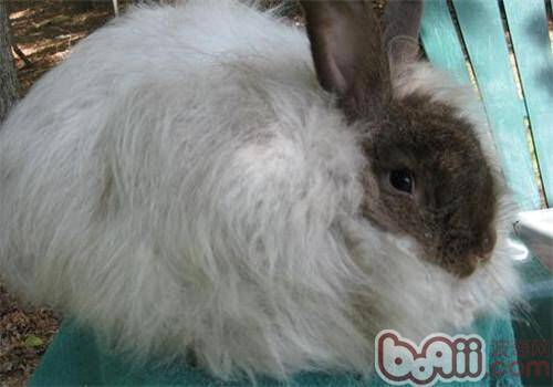 安哥拉兔的饲养及毛发的养护