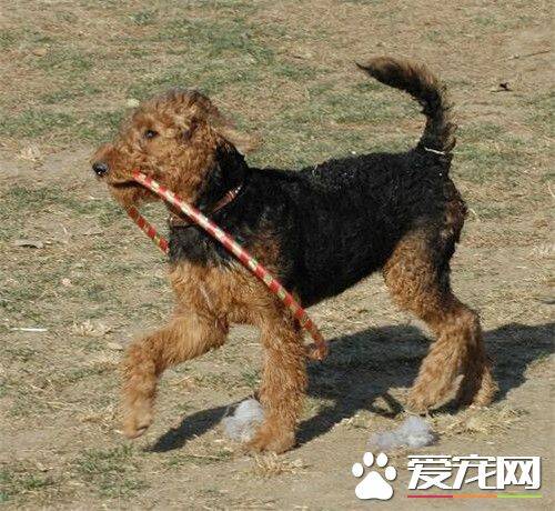 万能梗成犬身高 从底部到肩部高达57厘米