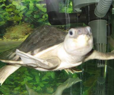 猪鼻龟如何分辨雌雄 雄龟尾巴相对较长