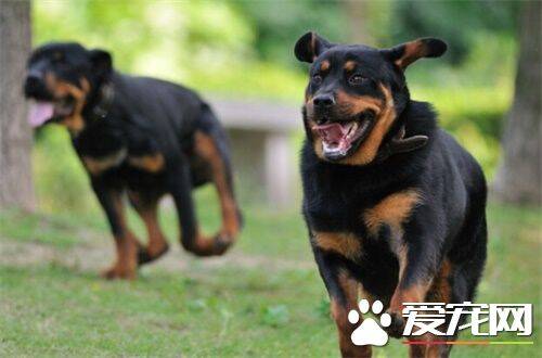 罗威纳犬的复仇 世界上最具有勇气和力量的犬种