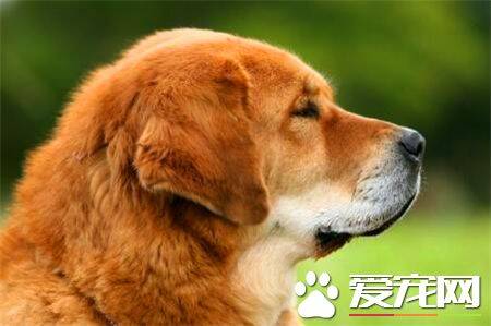 马士提夫犬喂养 不要给马士提夫犬喝牛奶