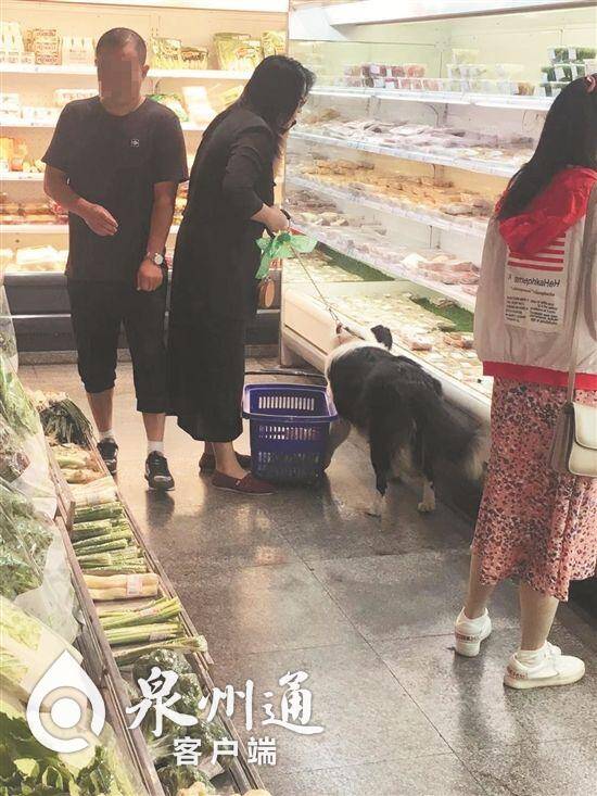 泉州：宠物狗逛超市，直接就吃上了？多数市民表示无法接受