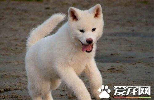 白色秋田犬多久毛才长长 毛发健康因素有很多