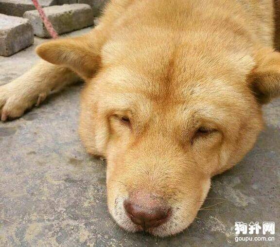 300块买了只成年土狗，这长相大家觉得值吗？