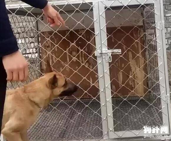 骗狗狗进笼，狗子下一秒的举动说明它刚才只是假意配合