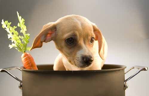 训练狗狗学会优雅进食,狗狗为什么不进食