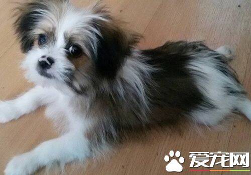 西施犬难养吗 看看自己是否合适饲养西施犬