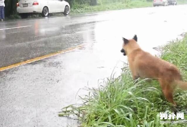 狗狗长期蹲守在路边，痴等主人