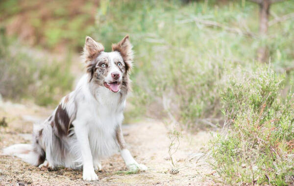 边境牧羊犬有多聪明