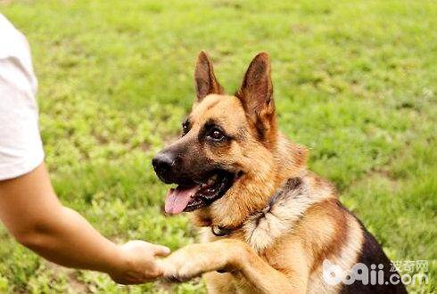 怎么教狗狗握手 狗狗握手训练